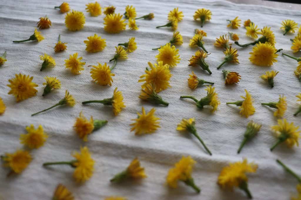 fresh dandelion blooms laid on a white cloth to dry