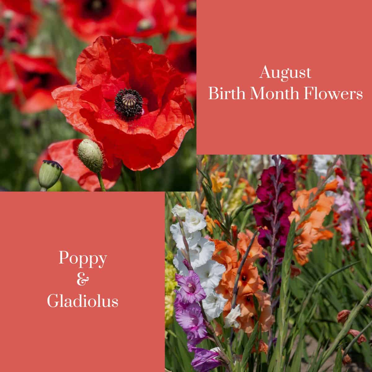 august graphic with poppy and gladiolus