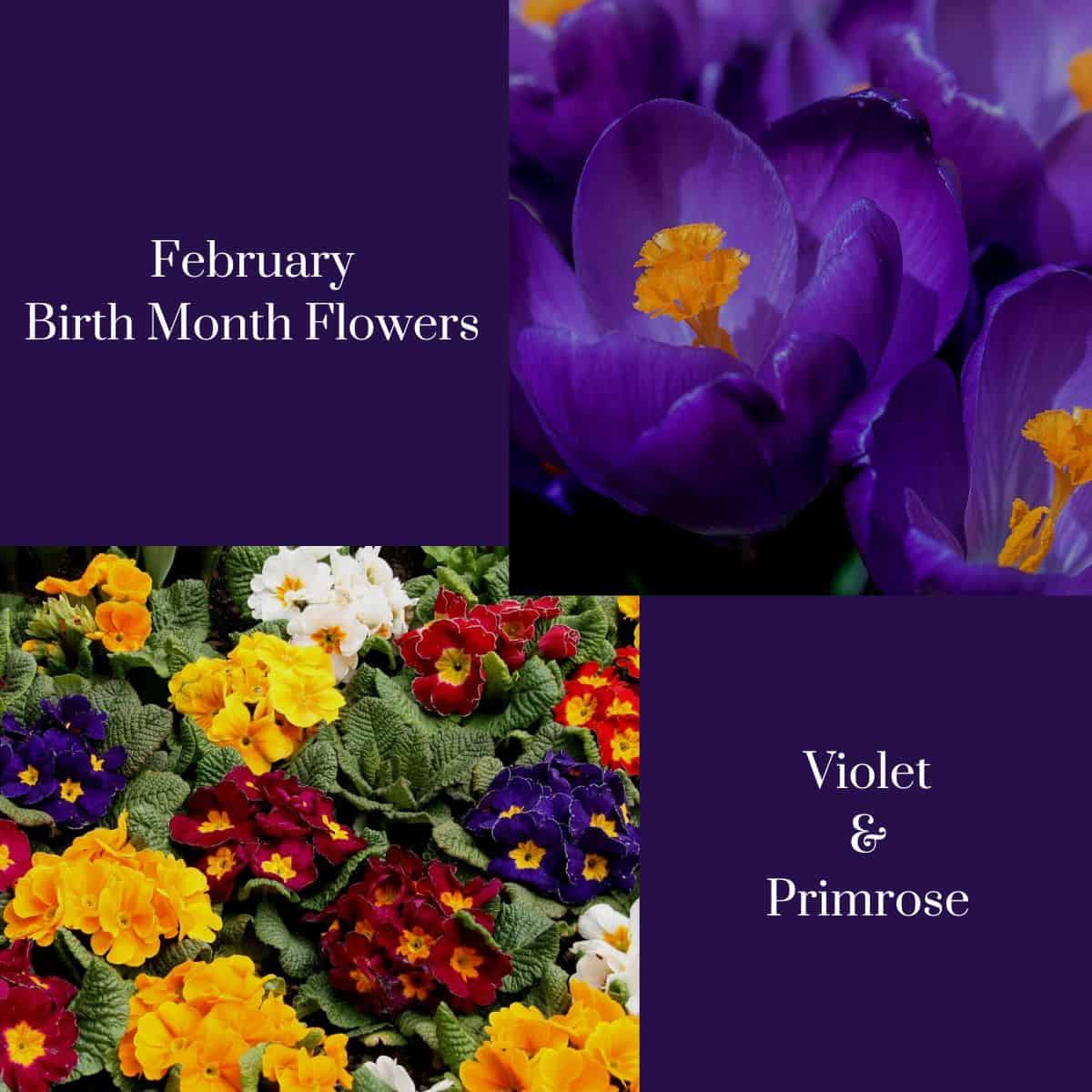 february graphic with violet and primrose