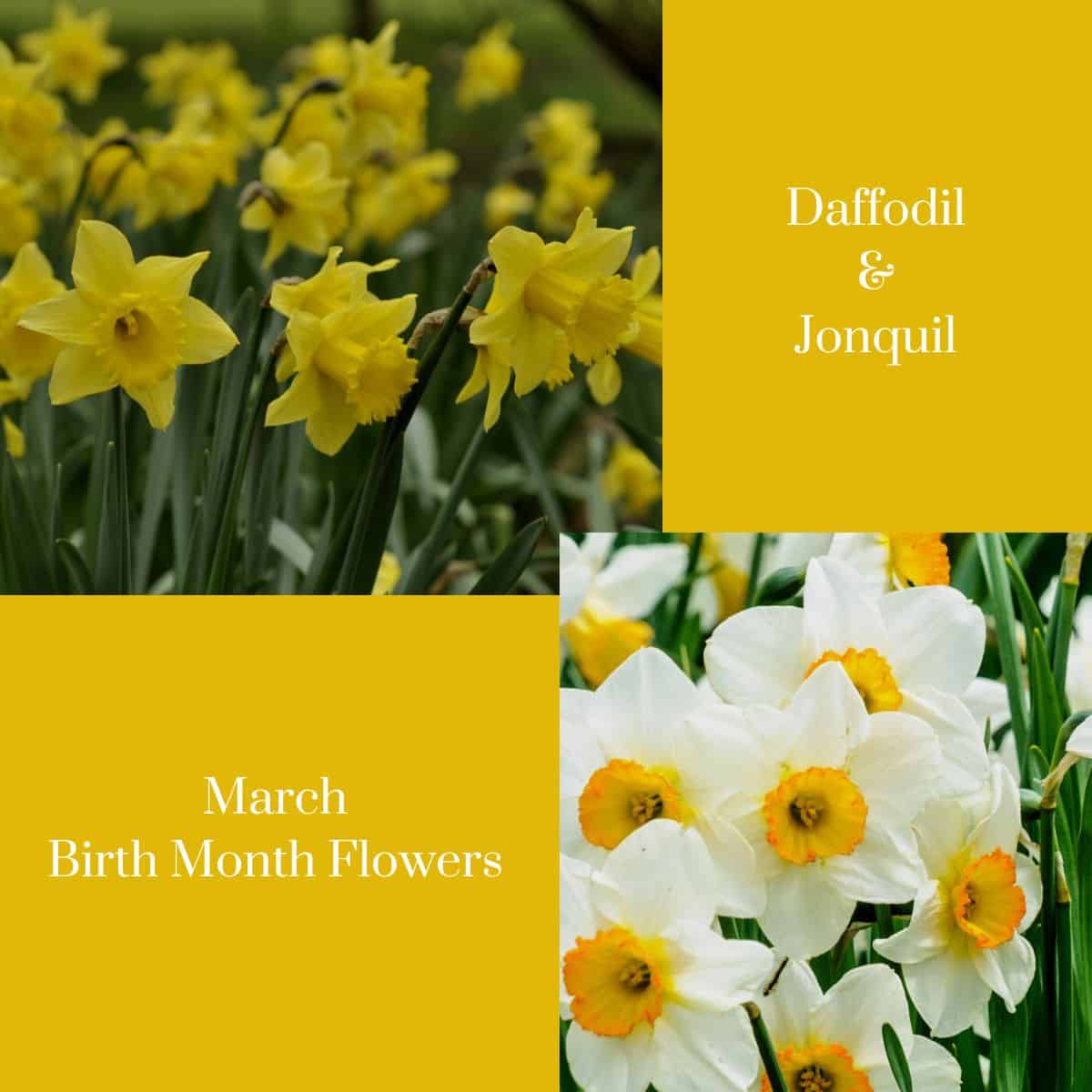 march birth month flowers graphic with daffodil and jonquil