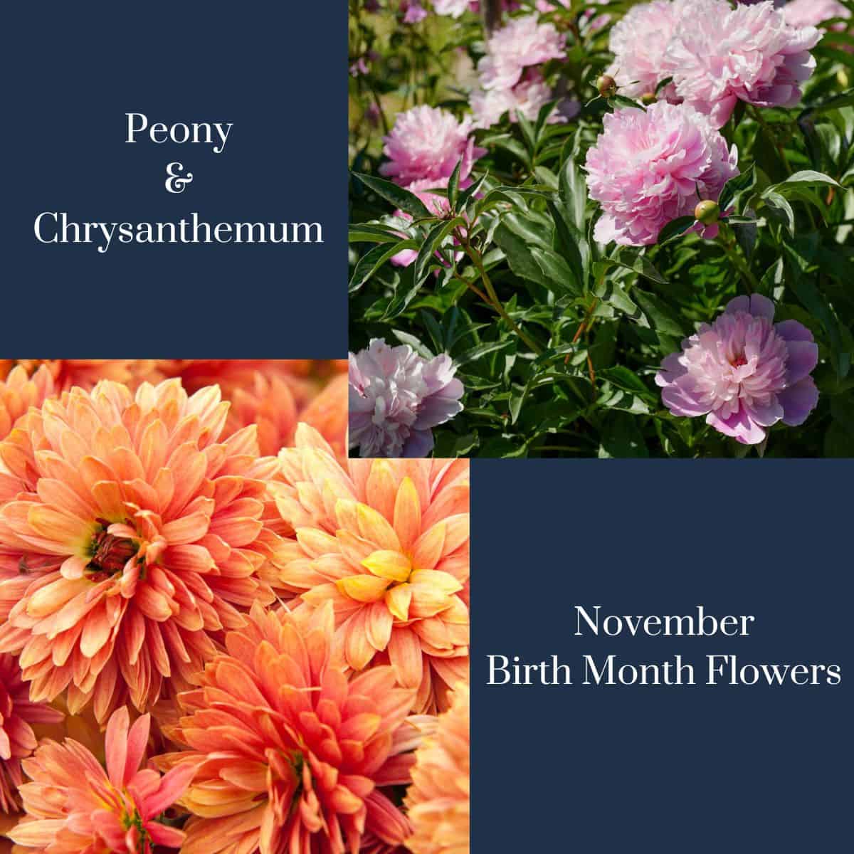 november graphic with peony and chrysanthemum