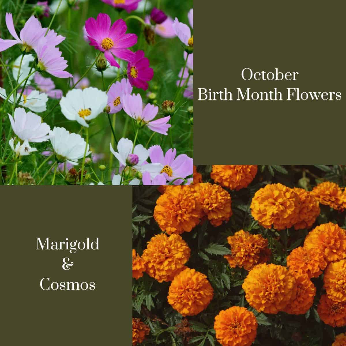 october birth month flowers graphic with marigold and cosmos