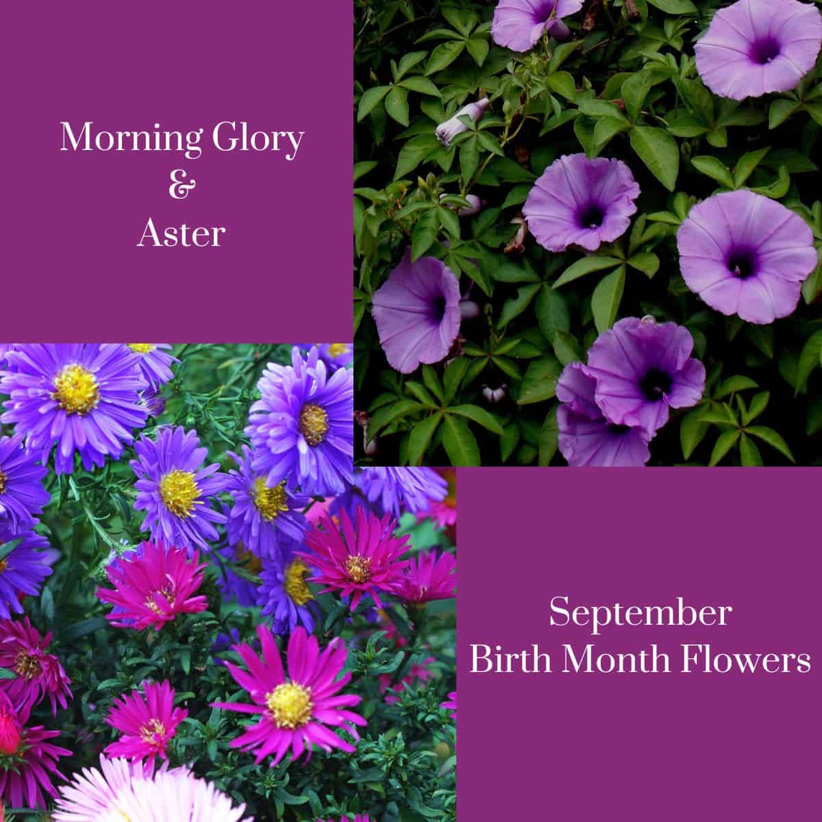 september graphic with aster and morning glory
