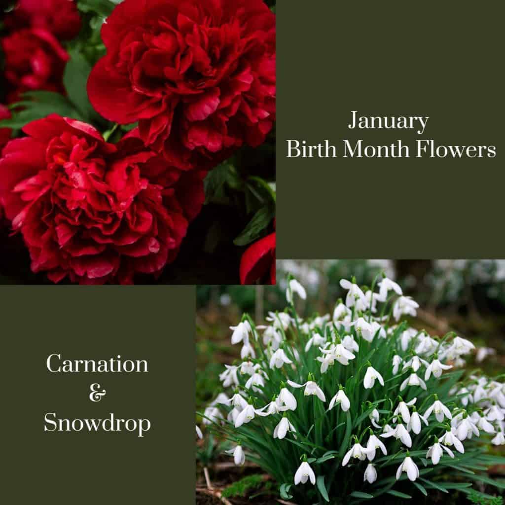 January Birth Flowers And Their Meanings Tulips And Twill