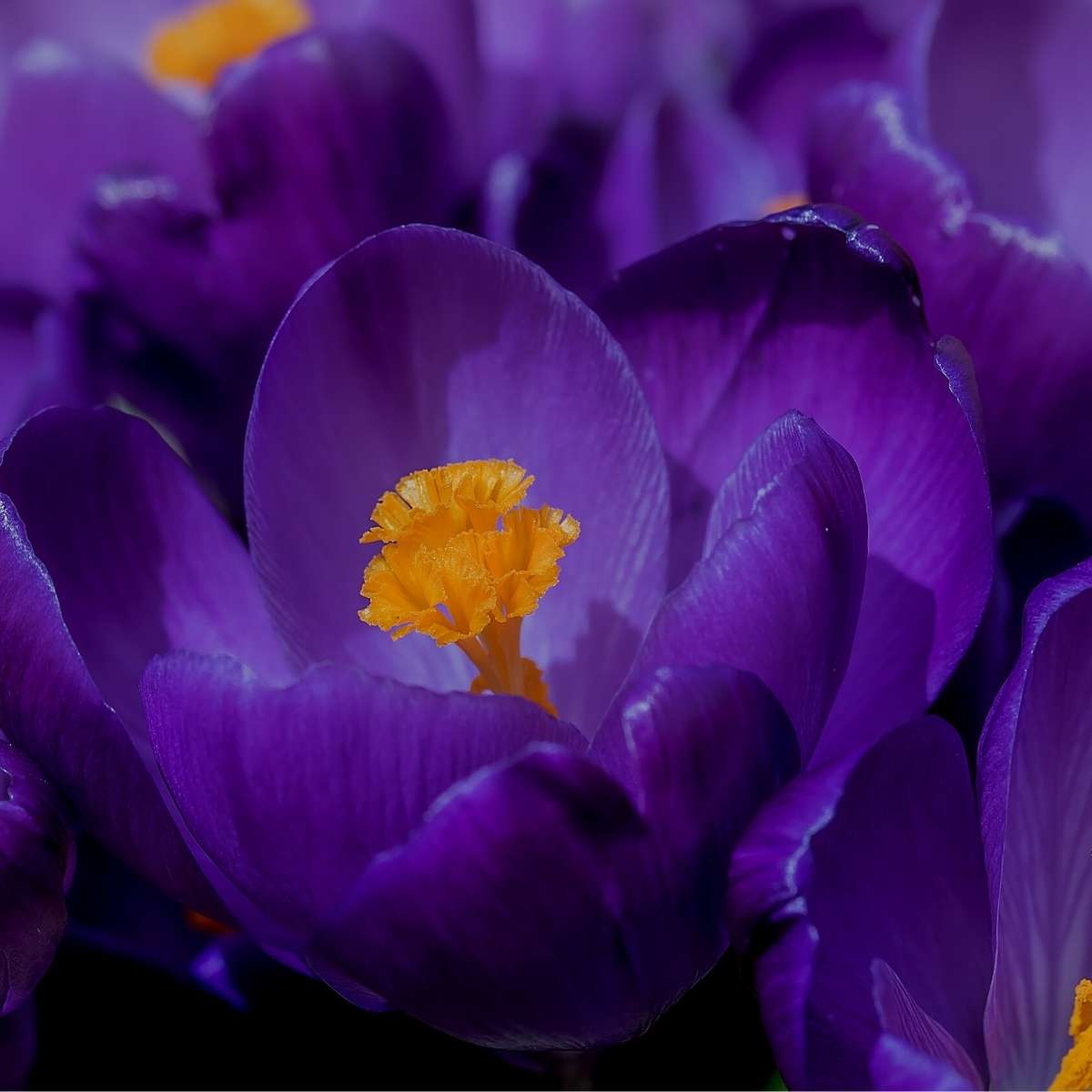 violet flower blooming