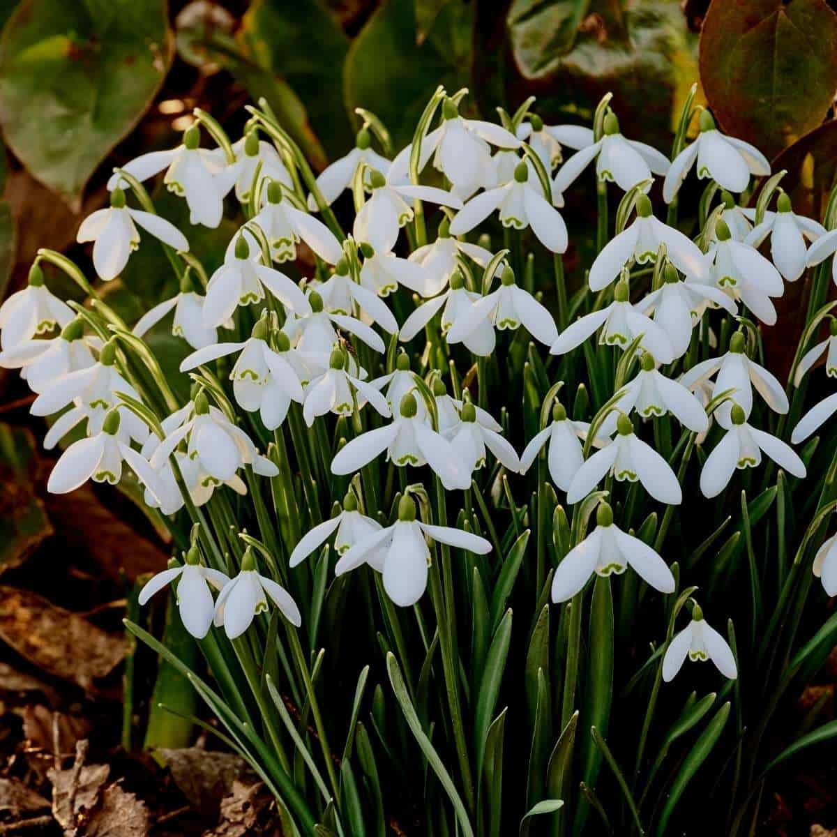 snowdrops returning at winter's end