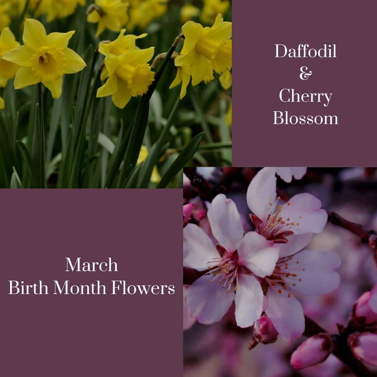 march birth flowers cherry blossoms and daffodils labelled with text