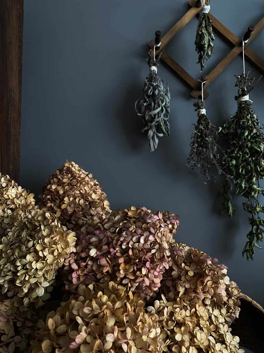 dried hydrangeas in a bouquet and and herbs drying on the wall