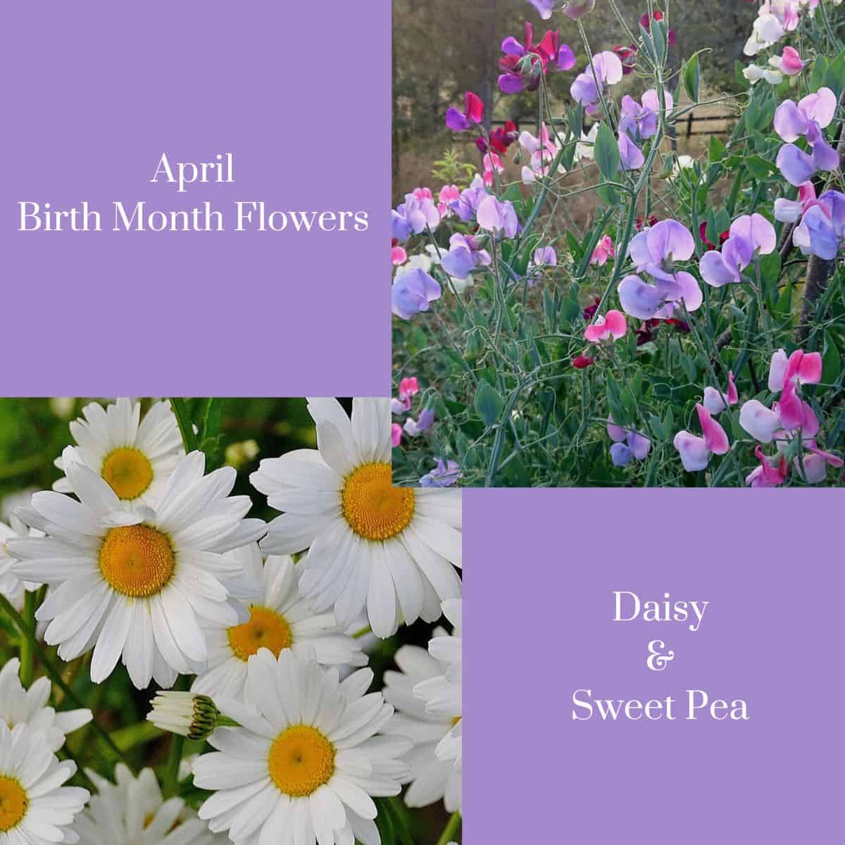 a graphic stating april birth month flowers daisy and sweet pea with photos of the flowers