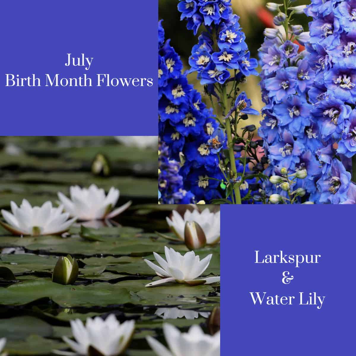 graphic stating july birth month flowers larkspur and water lily with photos of the flowers