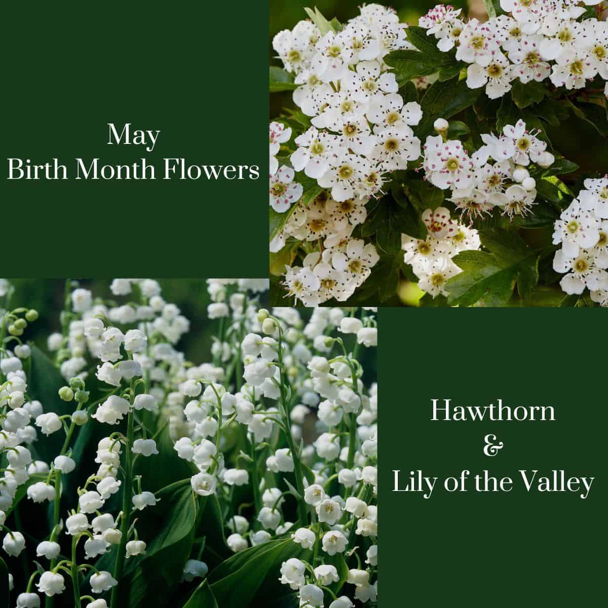 graphic stating may birth month flowers hawthorn and lily of the valley with photos of the flowers