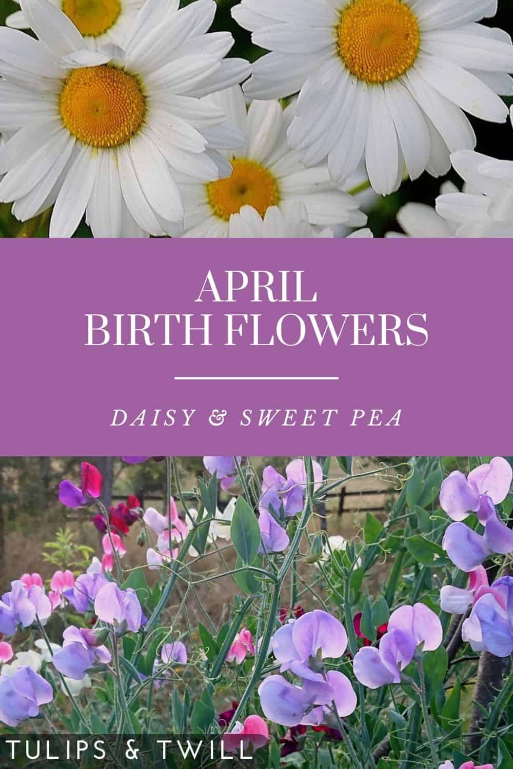 april birth month flower pinterest graphic with text stating the flowers and the flowers themselves