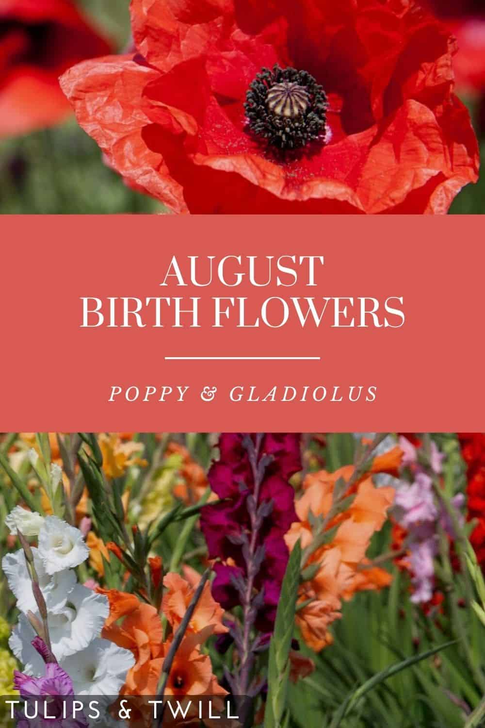 pinterest graphic stating august birth flowers poppy and gladiolus with photos of the flowers