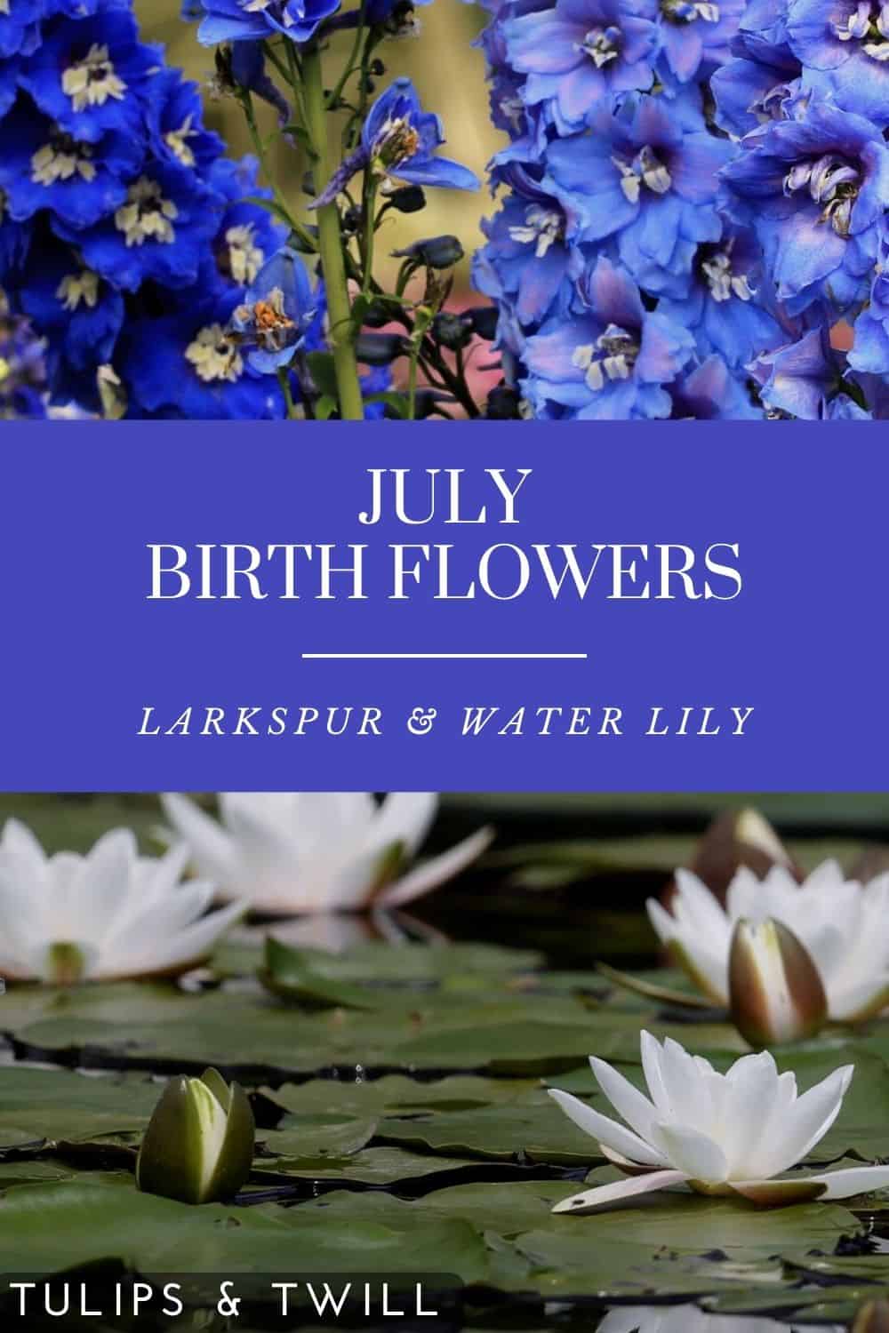 pinterest graphic stating july birth flowers larkspur and water lily with photos of the flowers
