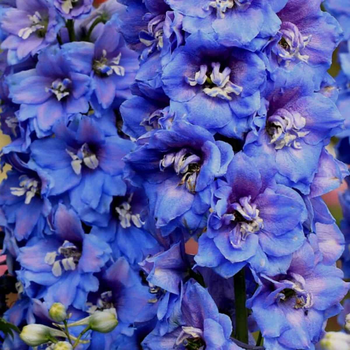 blue larkspur