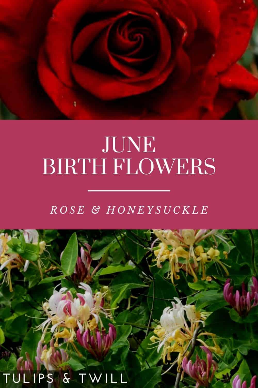 pinterest graphic with june birth flowers rose and honeysuckle and their photos