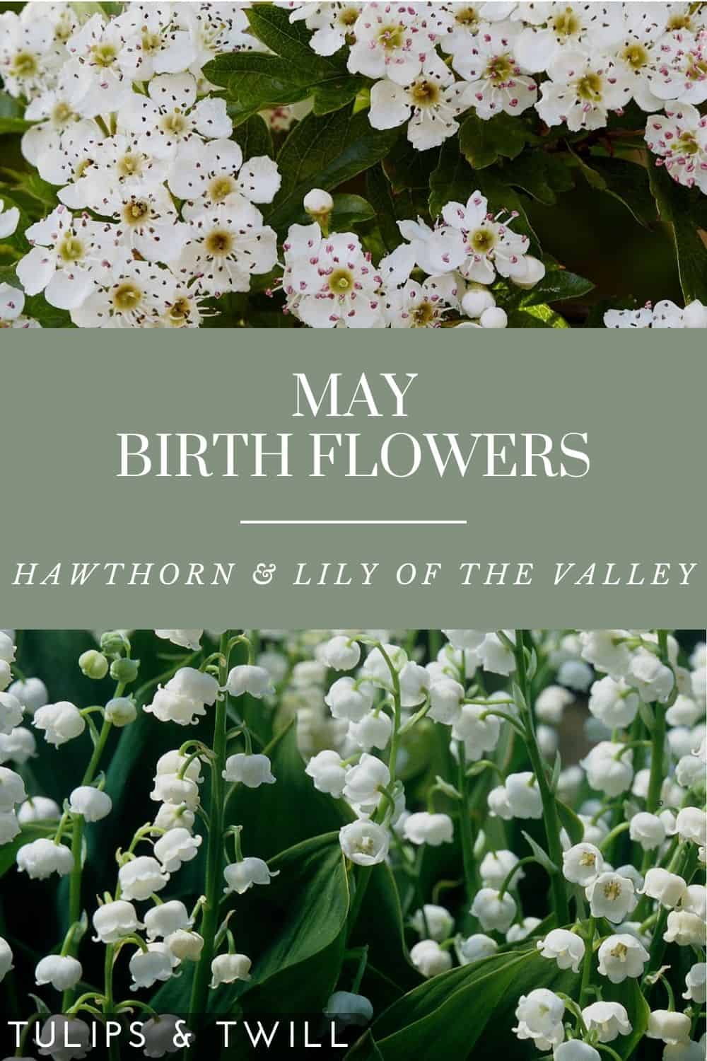 pinterest image to save with photos of the my birth flowers and their names